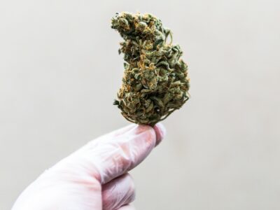 marijuana buds in male hands.